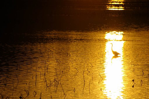 火の鳥