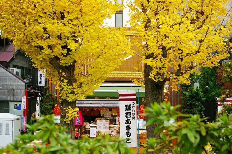 街角の銀杏