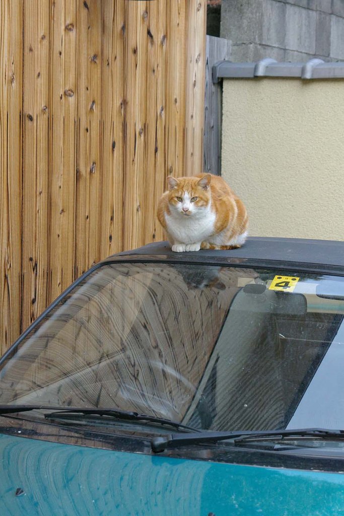 猫に車