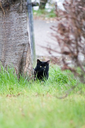 ある〜日〜こーえんで〜ねこさんと〜