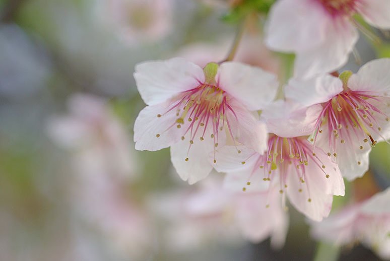 ヒマラヤ桜