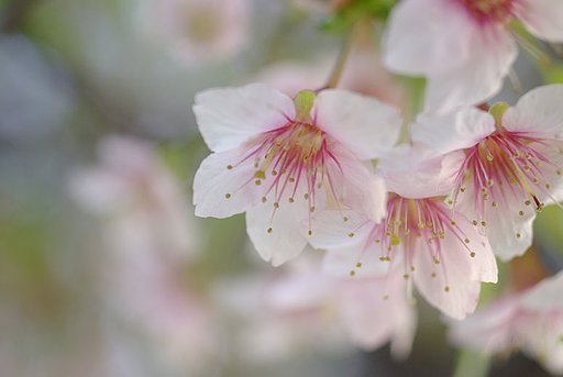 ヒマラヤ桜