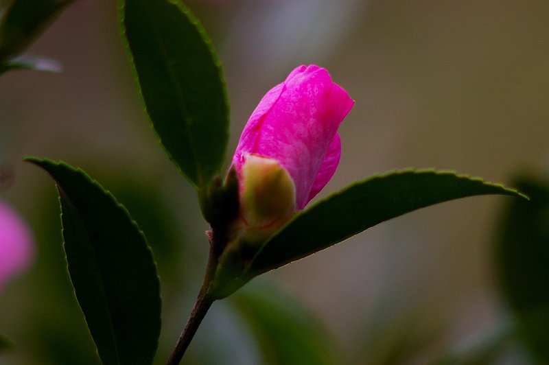 開く蕾