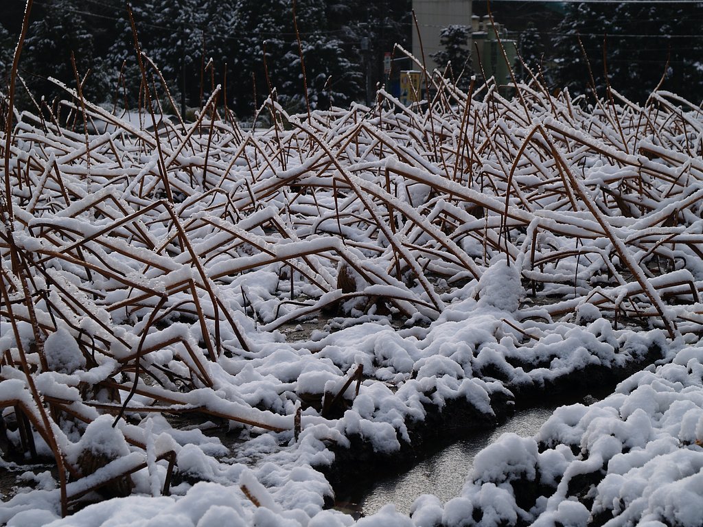 雪の蓮田♪