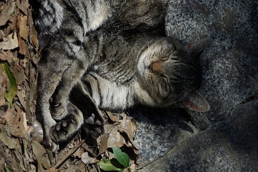 老猫