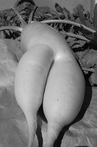 セクシー大根