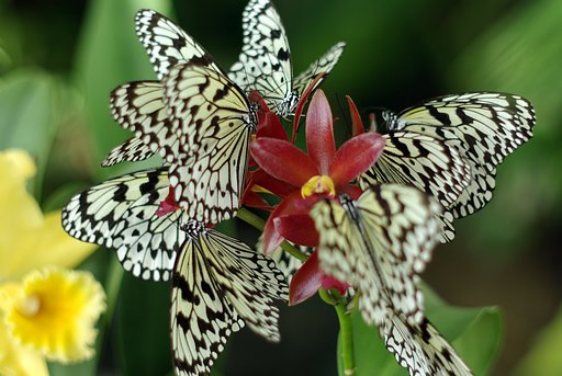 花のように