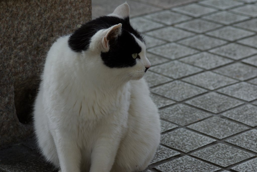 デブ猫