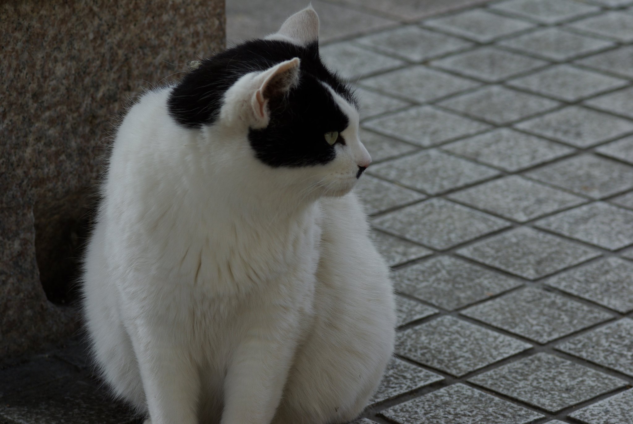 デブ猫