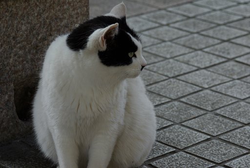 デブ猫