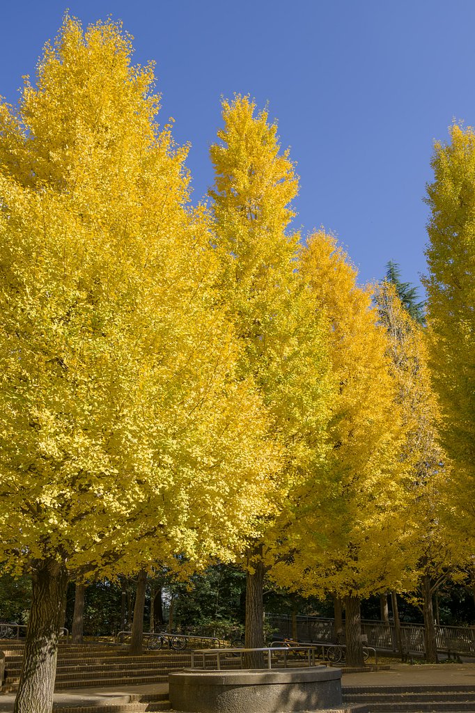 輝く銀杏