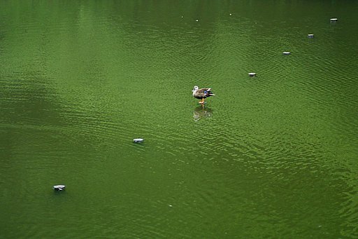 水溜りの会⑤