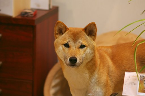 Takumar 1:3.5/200