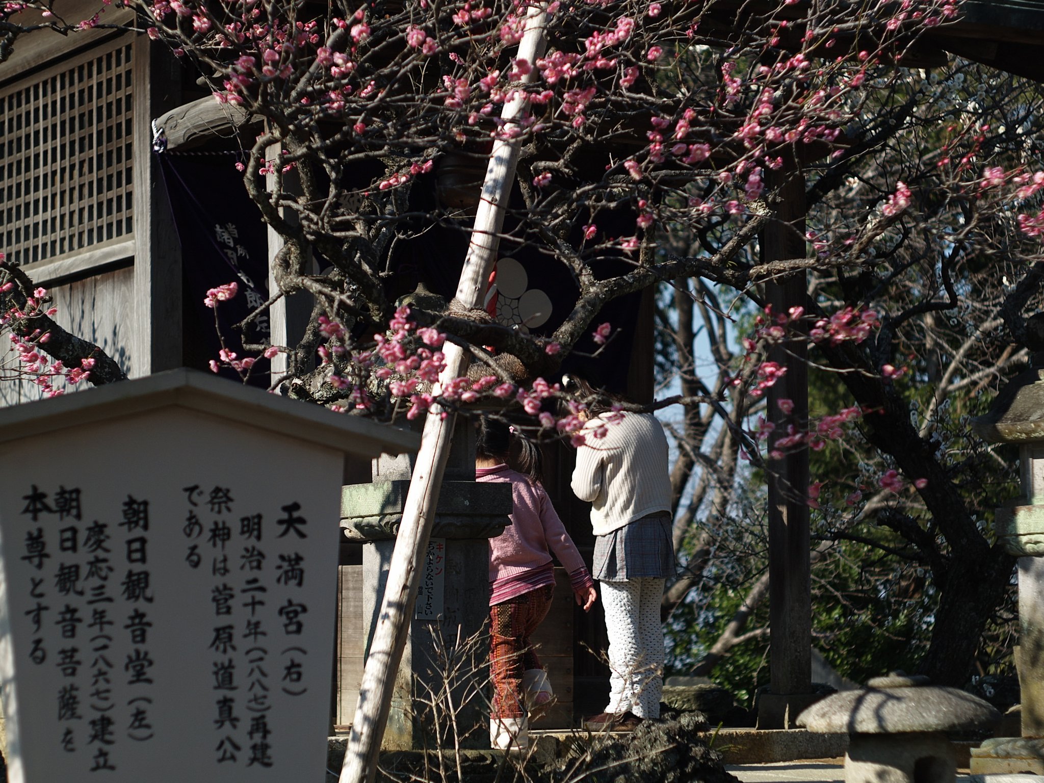 【写楽】小さな願い