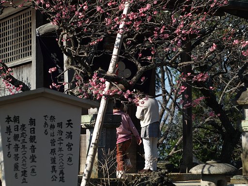 【写楽】小さな願い
