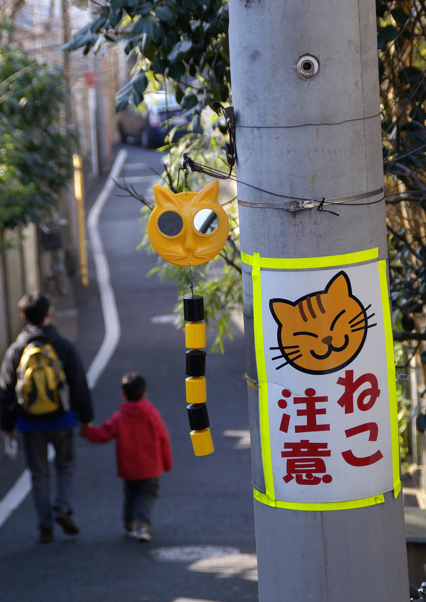 晴れ時々ねこ