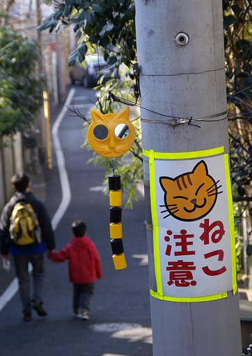晴れ時々ねこ