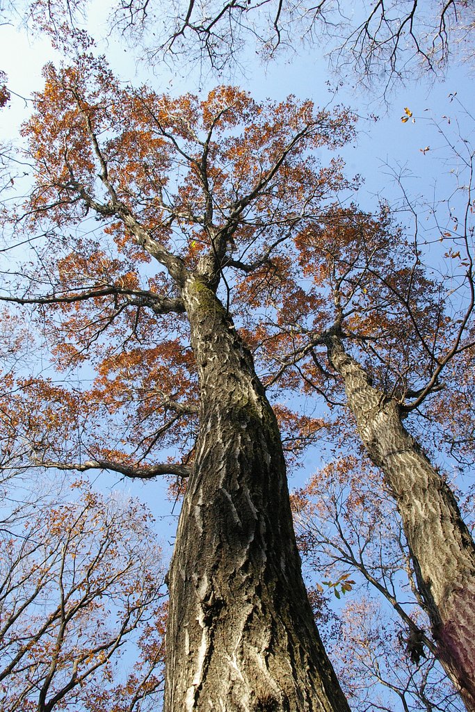 里山に冬来る