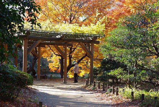 『陽光』最後の紅葉