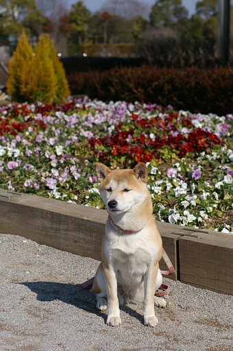 柏の葉公園で万里です