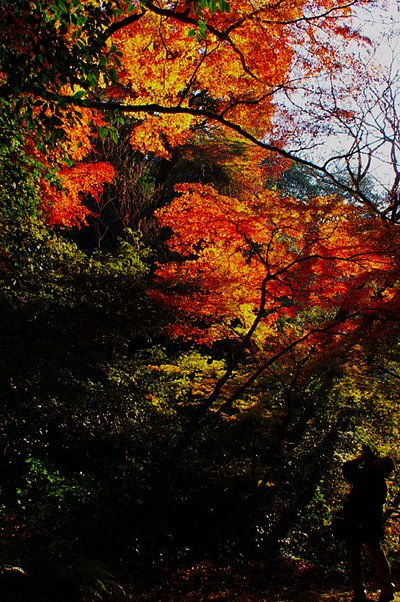 まだ紅葉