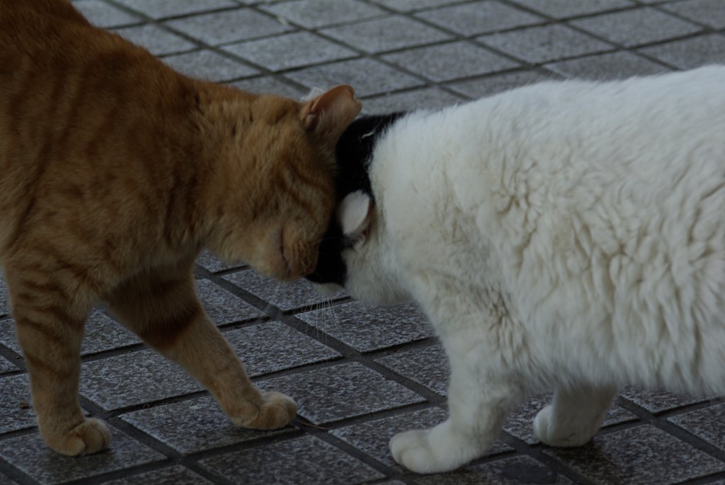 猫相撲