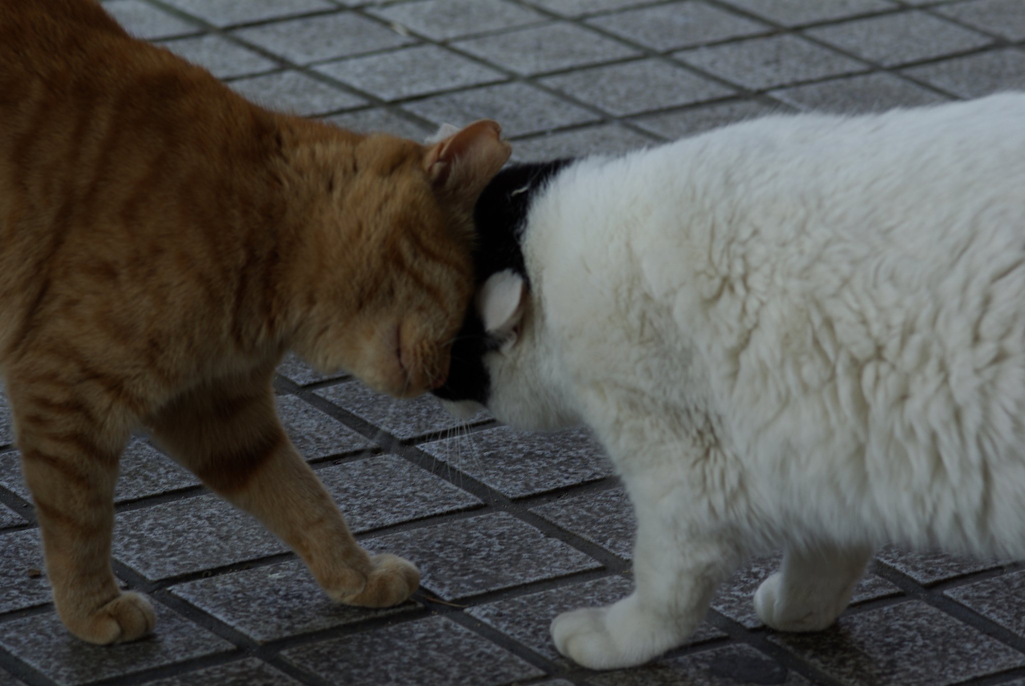 猫相撲