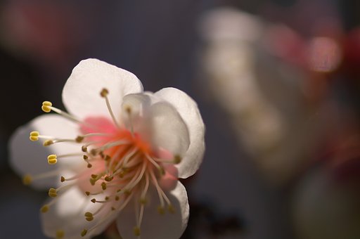八釣の白梅（２）
