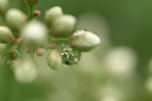お約束＞水滴in花