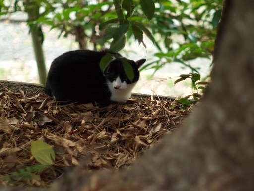 Ｈｅｘａｎｏｎで猫