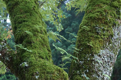 苔の生すまでＩＩ