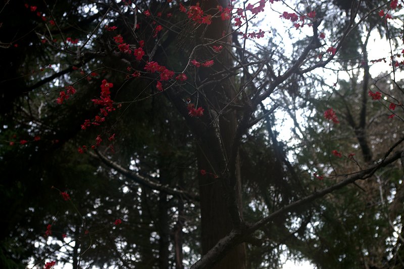 紅梅