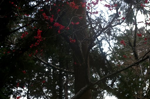 紅梅