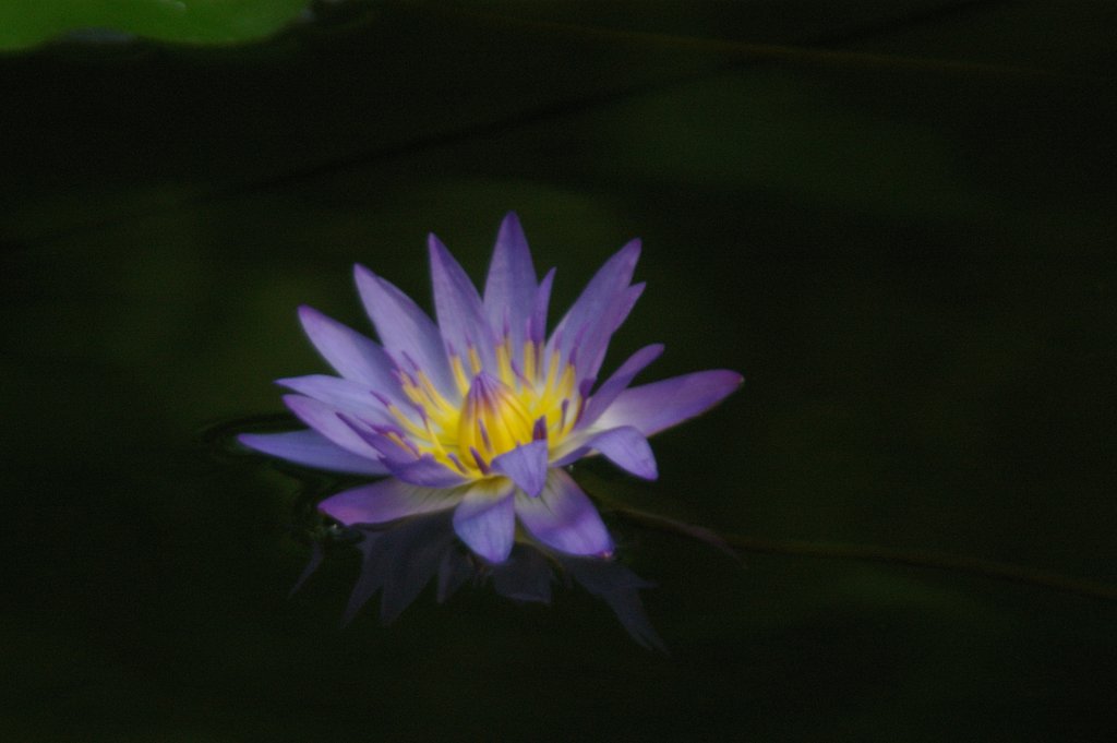 SIGMA 28-300mm F3.5-6.3 DG MACRO+ケンコーテレプラスX2
