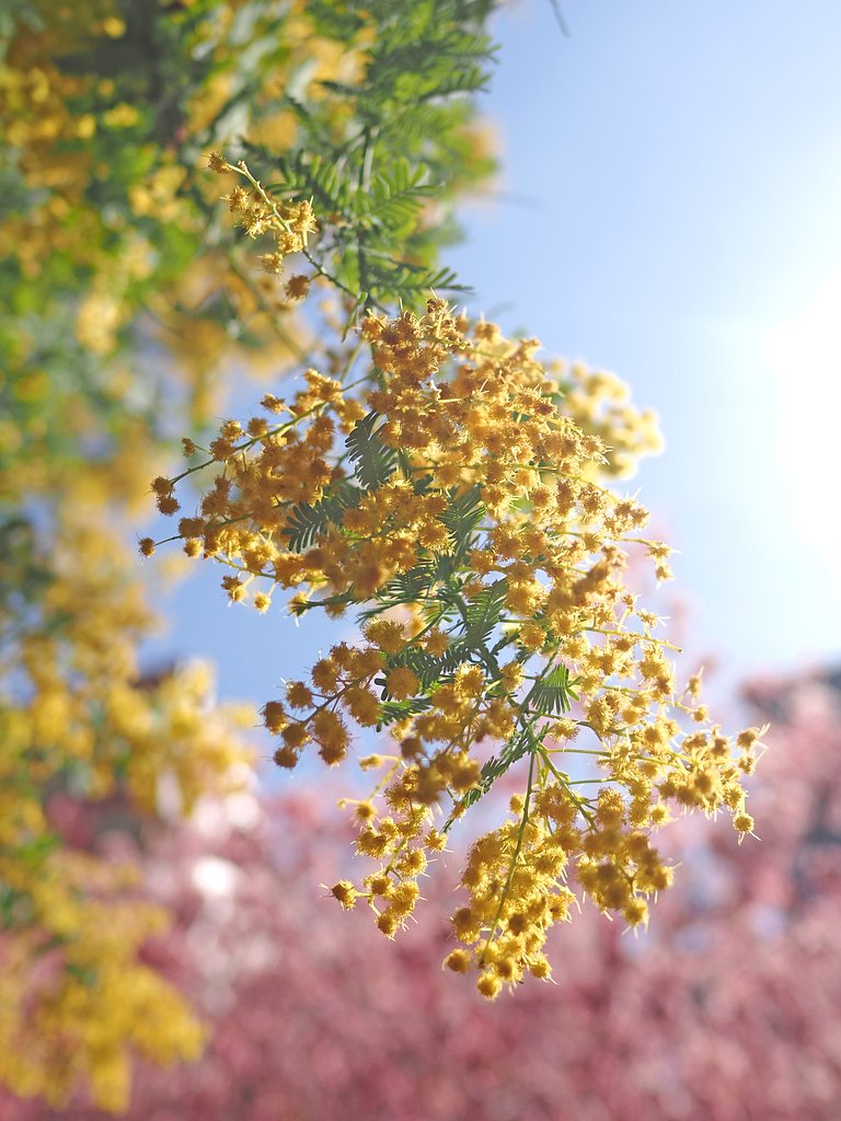 春の輝き