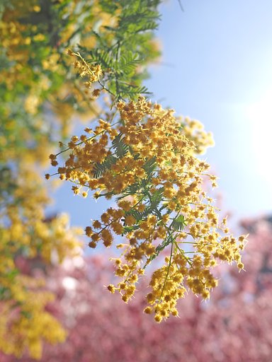 春の輝き