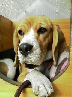 癒し犬