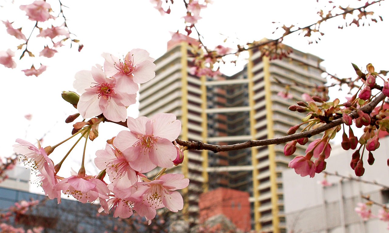 桜か？