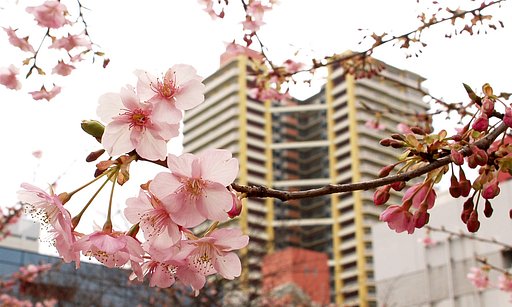 桜か？