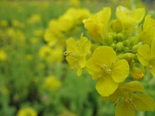 近所の公園の菜の花です