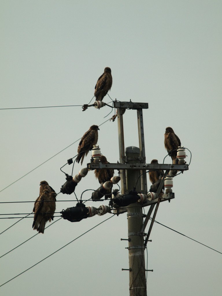 電柱鳶