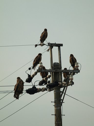 電柱鳶