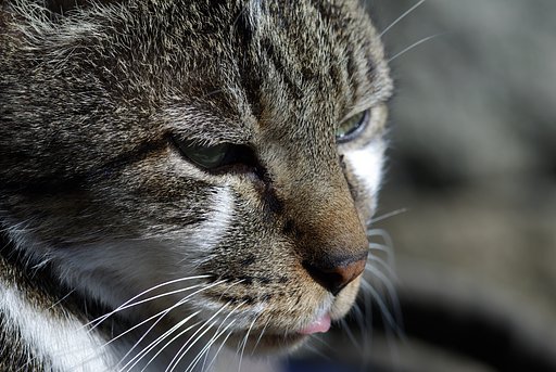 ムネオという名の猫