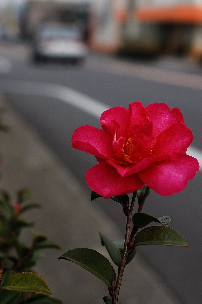 街路樹。