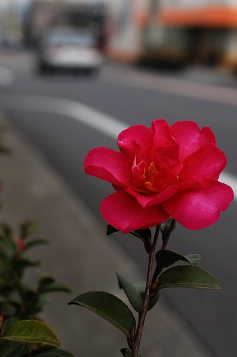 街路樹。