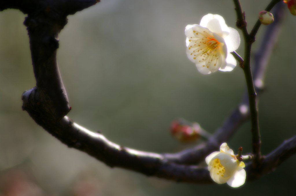 楽春
