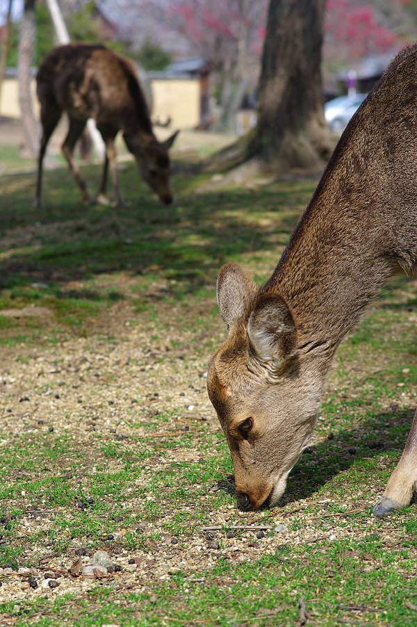 奈良公園