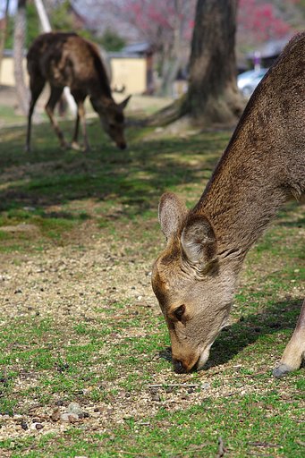 奈良公園