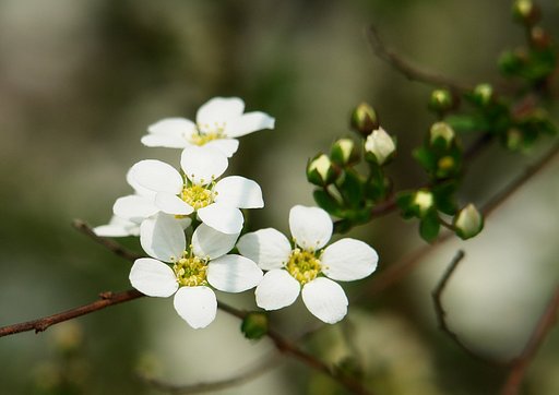 白い小さな花