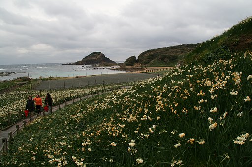 【寒】風に耐えて咲く